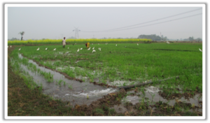 Irrigation inondation