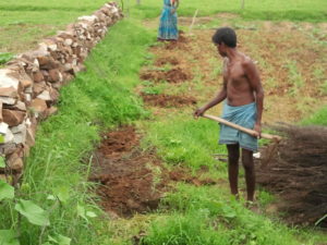 Rakesh plante les goyaviers