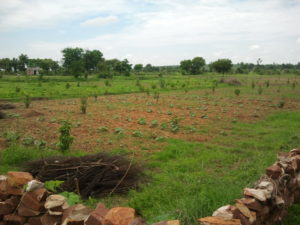 Plantation d'arbre au milieu d'un champs