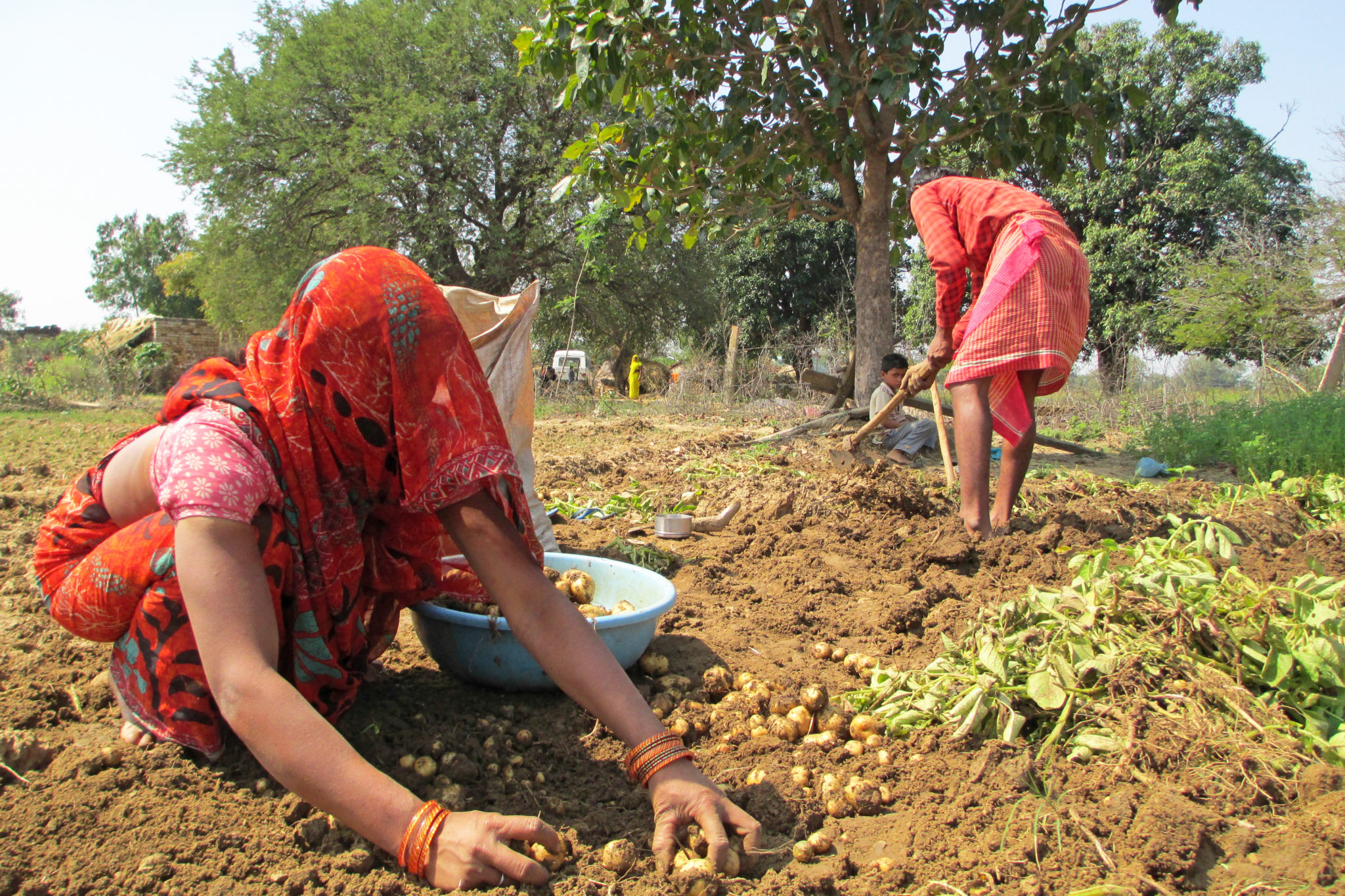 indian woman harvesting potatoes