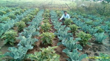 indian man in his vegetable garden