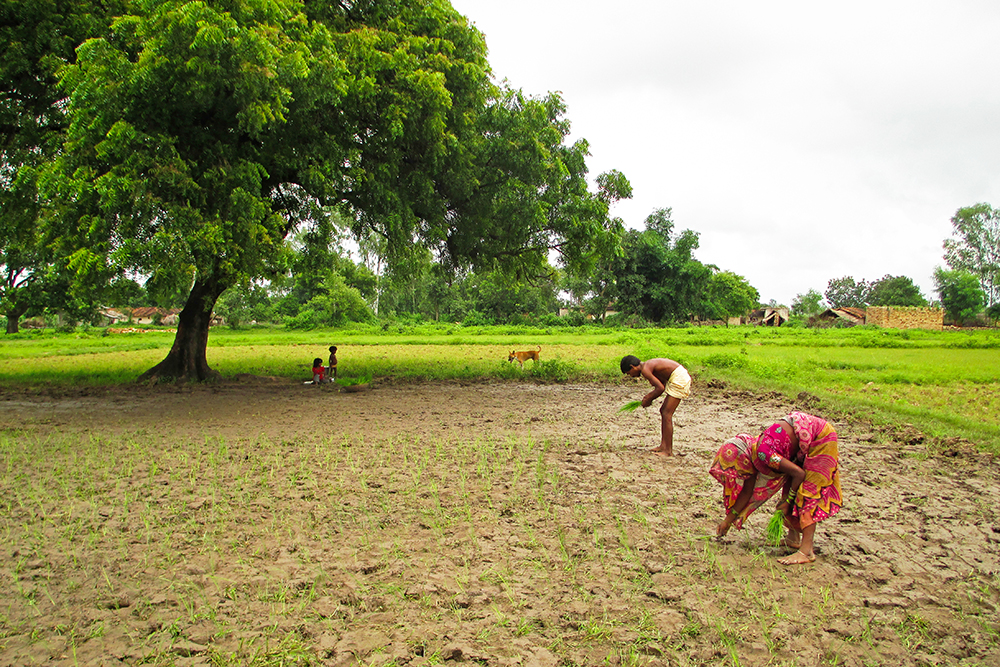plantage de riz à Bargarh en Inde