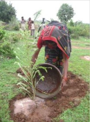 Indian woman waters her newly planted tree